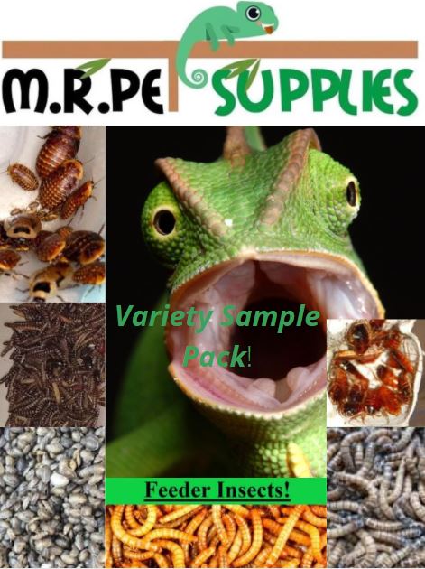 Feeder Insect Care & Gut-Loading Explanation