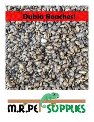 Dubia Roaches: A Natural and Nutrient-Rich Feast for Reptiles
