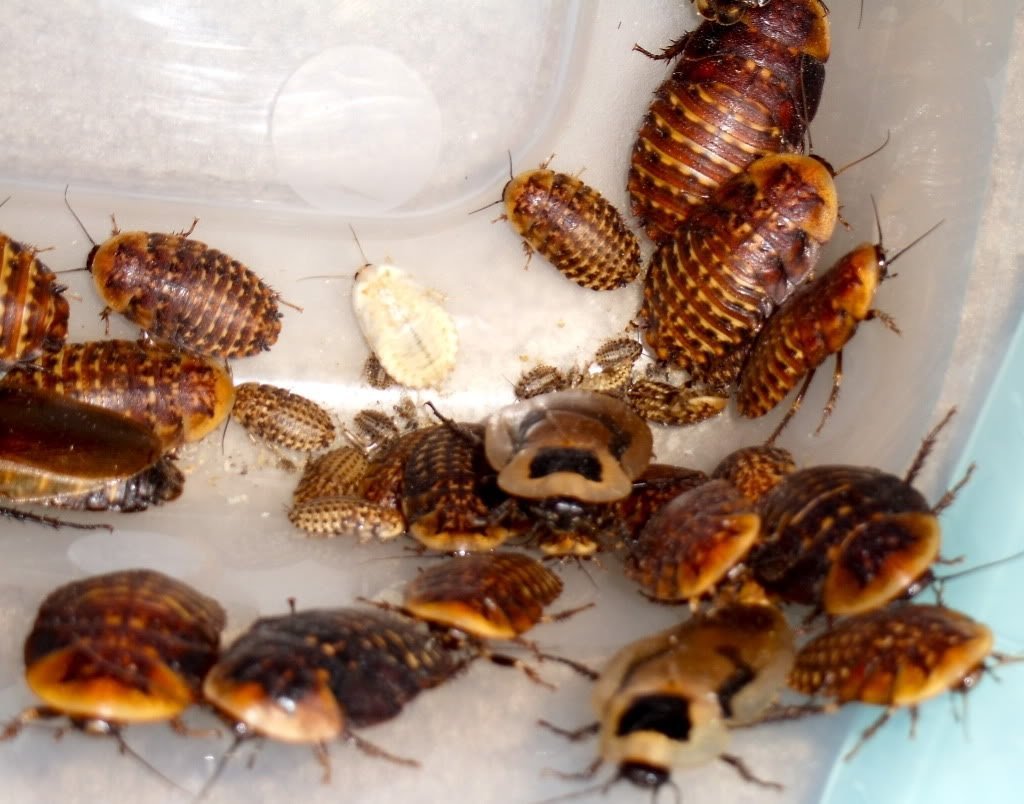 Discoid Roach Feeders - Pet Feeder Live Insects - Florida Legal - M.R. Pet Supplies