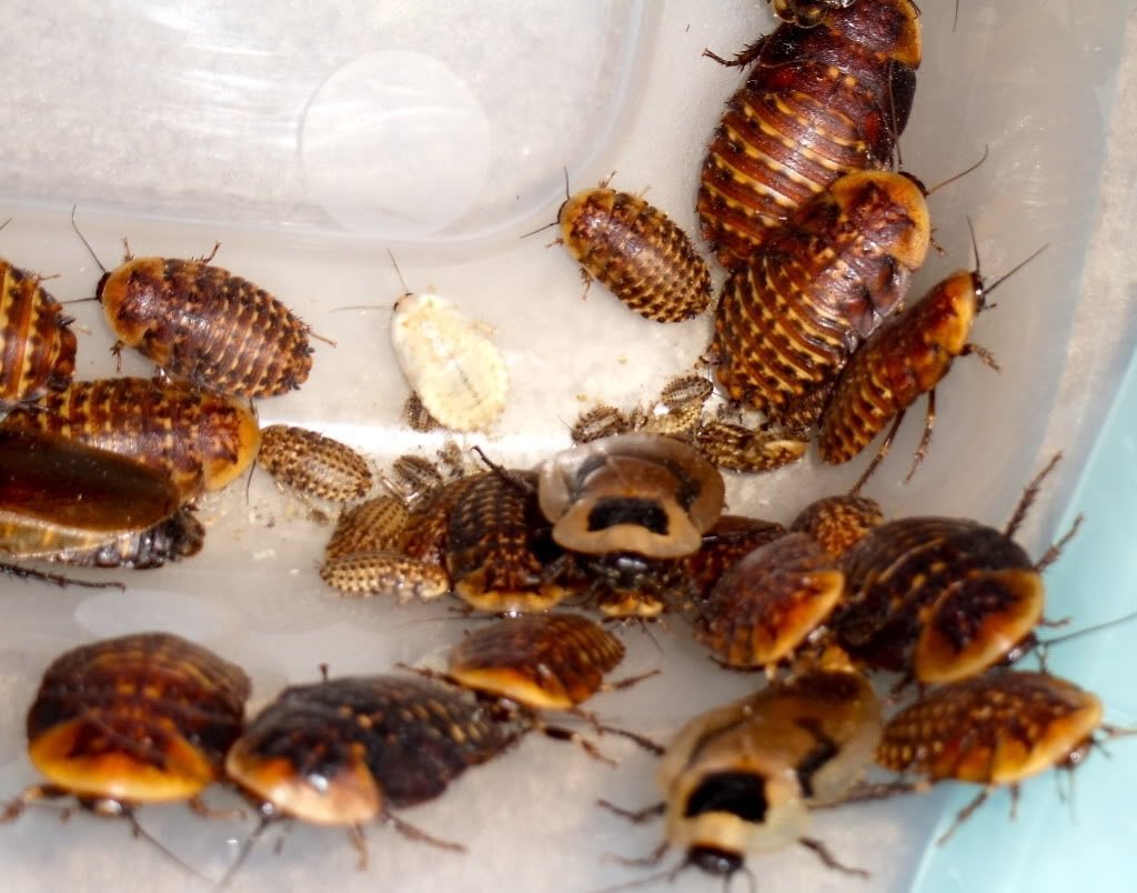 20 Dwarf White Isopods & 8oz Springtail Culture - TC INSECTS