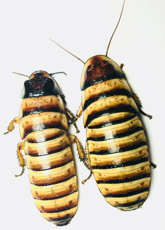Halloween Hisser Adults & Nymphs - Elliptorhina Javanica - Dubia Alternative