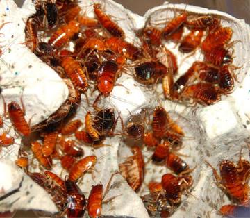 Feeder Variety Pack! - Surprise Hatchling / Baby Reptile