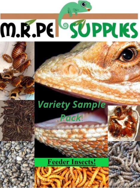 Feeder Variety Pack! - Surprise Hatchling / Baby Reptile
