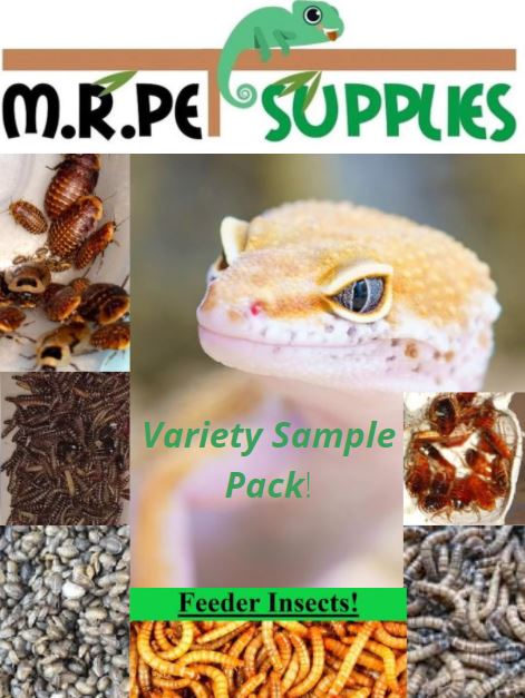 Bearded Dragon Sampler Pack