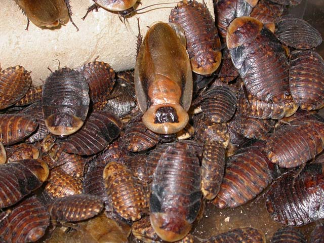 Discoid Roach Feeders - Pet Feeder Live Insects - Florida Legal - M.R. Pet Supplies