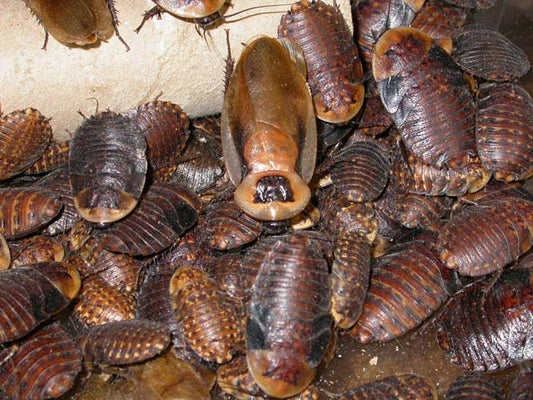 Discoid Roach Feeders - Pet Feeder Live Insects - Florida Legal - M.R. Pet Supplies