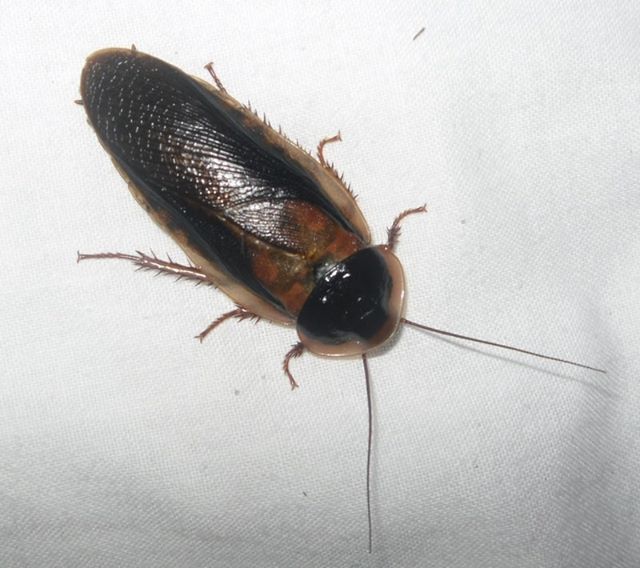 Dubia Roach Feeders - Pet Feeder Live Insects - M.R. Pet Supplies