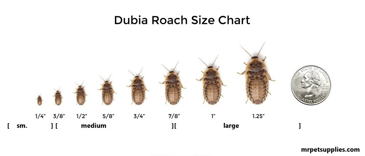 Dubia Roach Feeders - Pet Feeder Live Insects - M.R. Pet Supplies