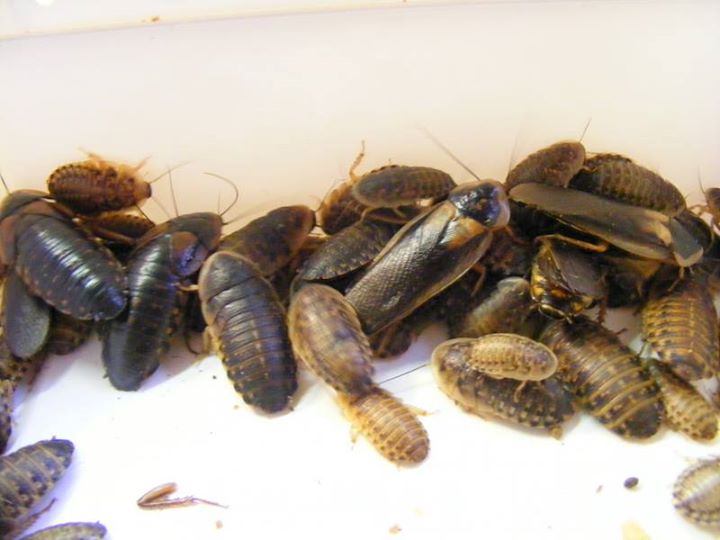 Dubia Roach Feeders - Pet Feeder Live Insects - M.R. Pet Supplies