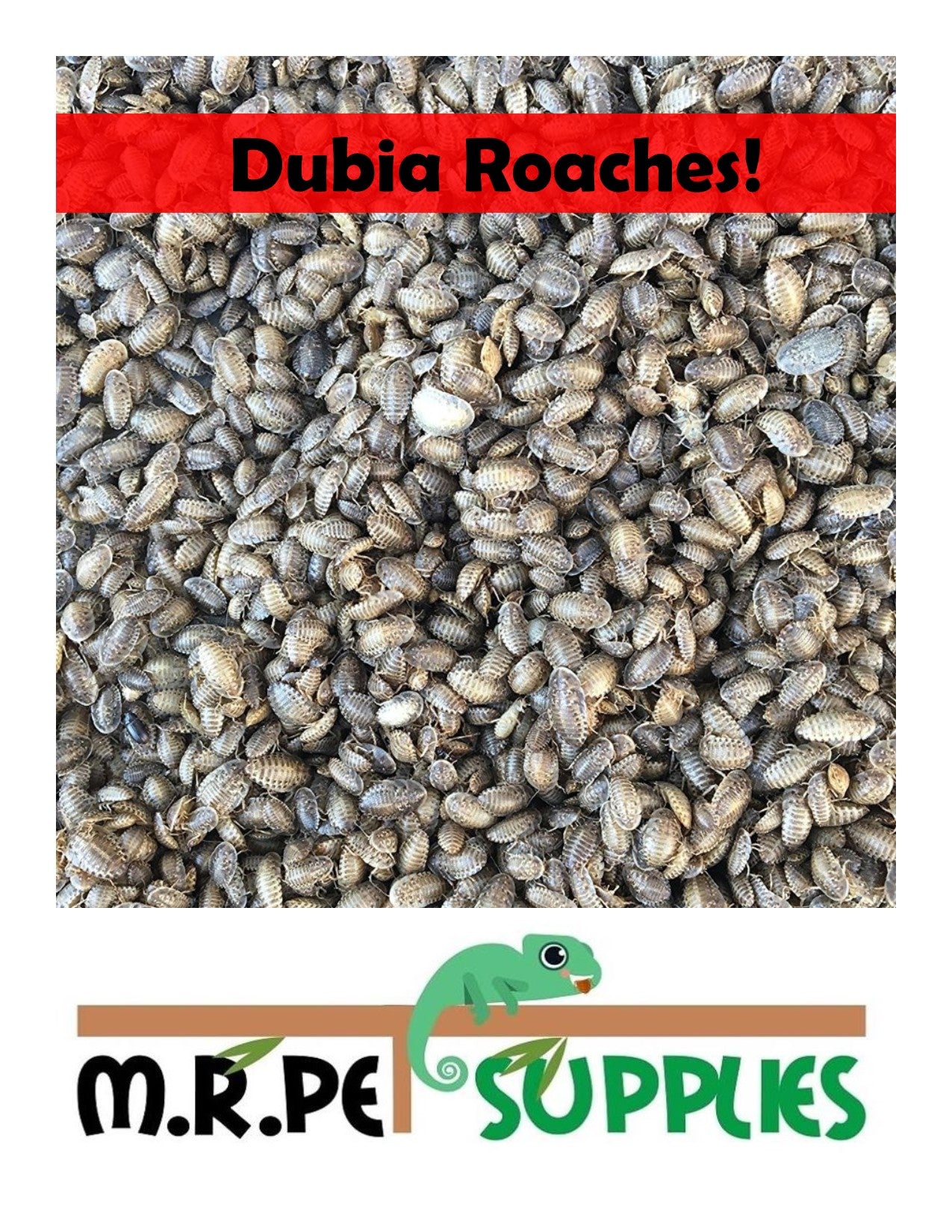 Dubia Roach Feeders - Pet Feeder Live Insects