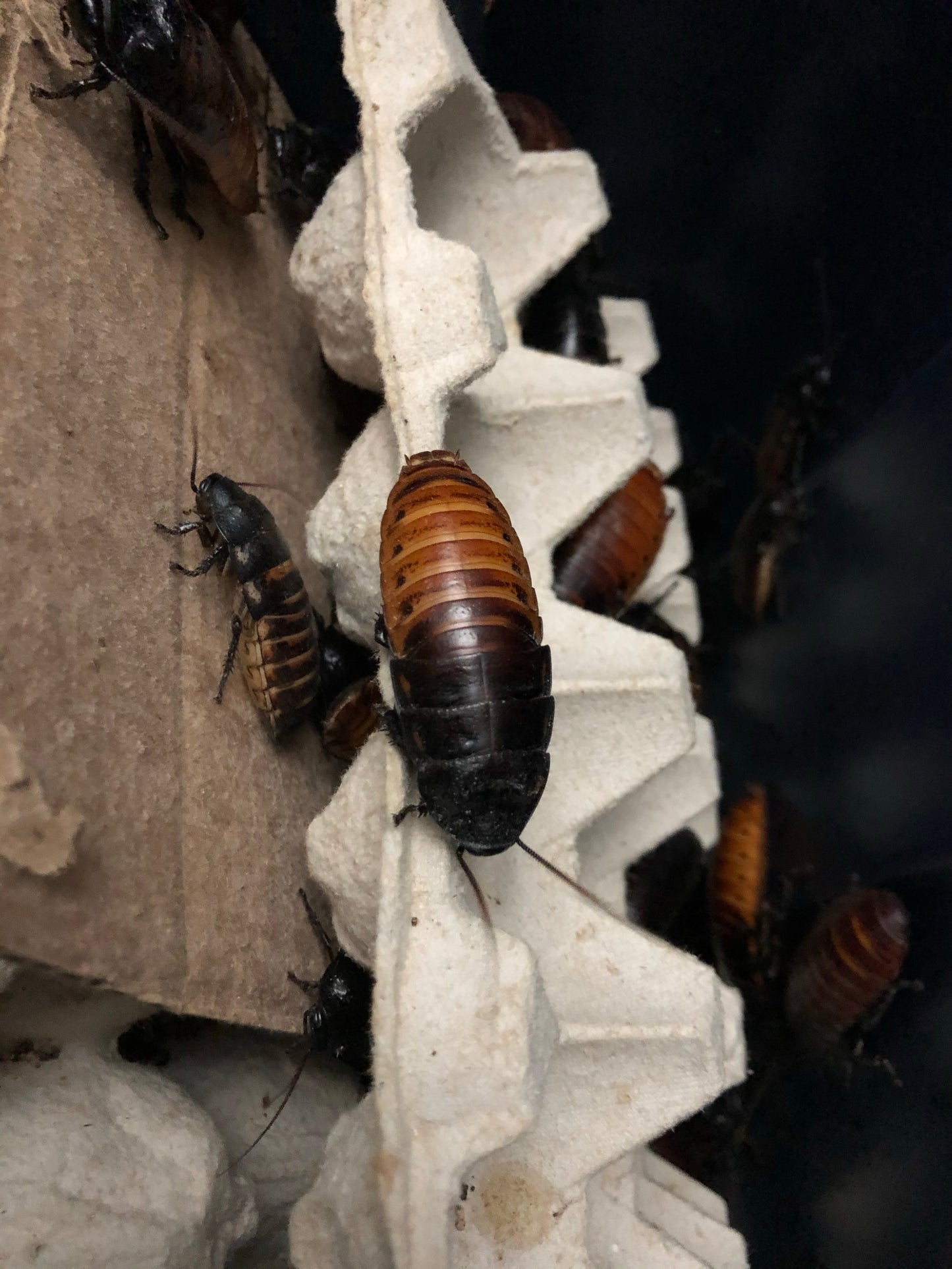 Madagascar Hissing Roach