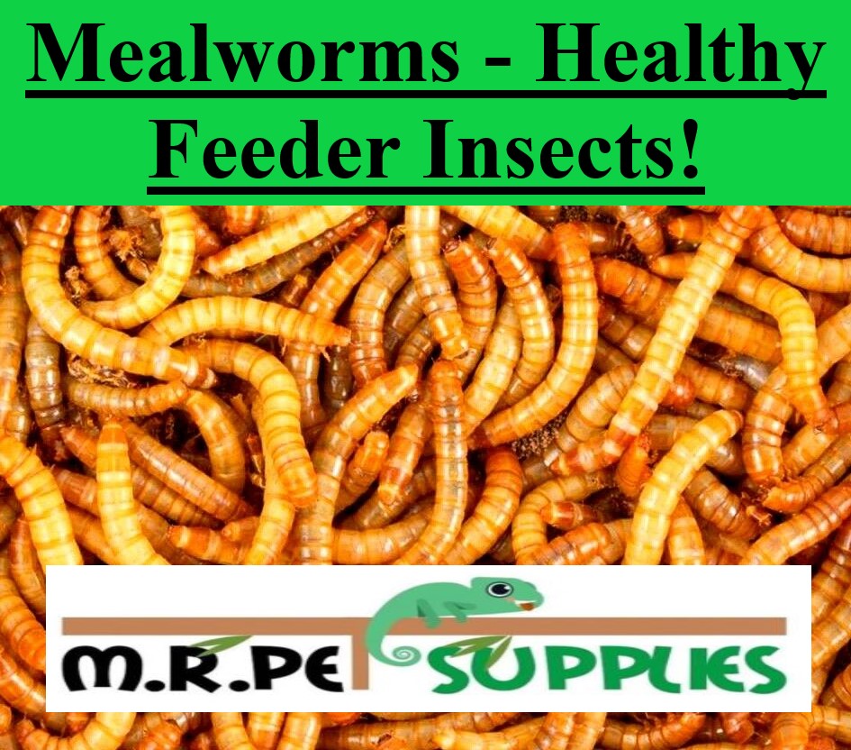 Live Mealworms - 100, 200, 300