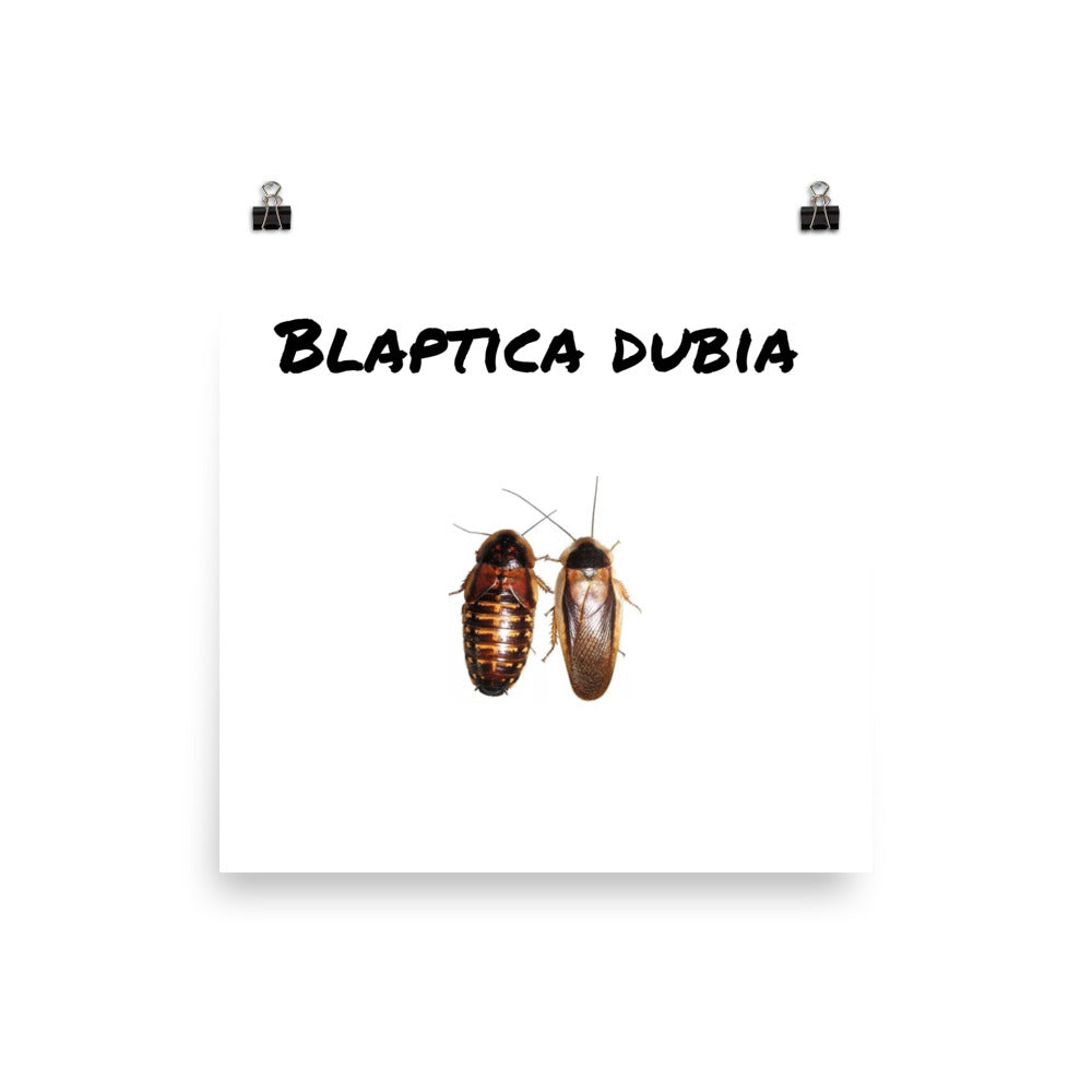 Blaptica Dubia poster - M.R. Pet Supplies
