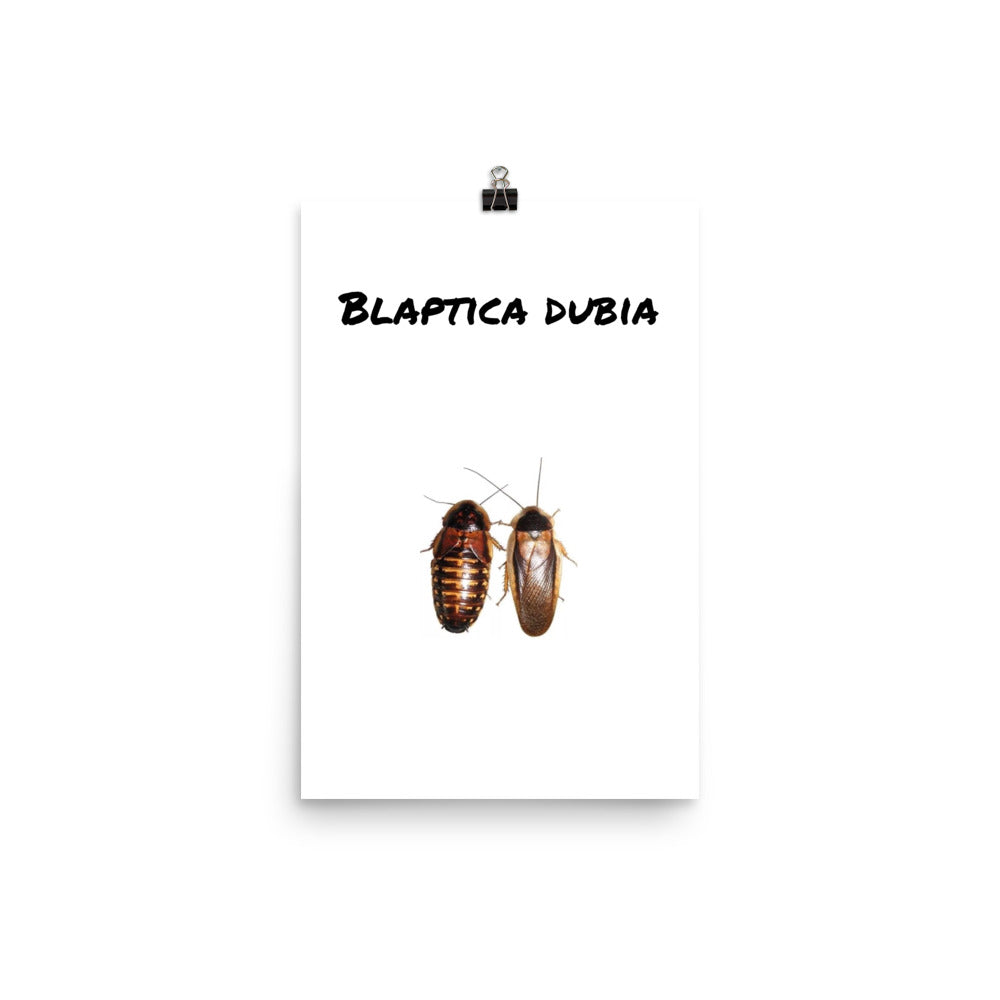 Blaptica Dubia poster - M.R. Pet Supplies