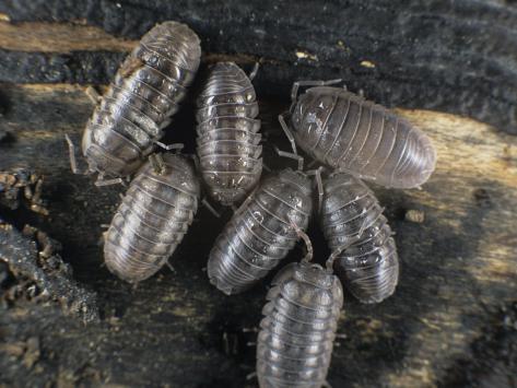 100 Organically Raised Live Armadillidium Vulgare Isopods – Clean Up Crew – Beginner Friendly