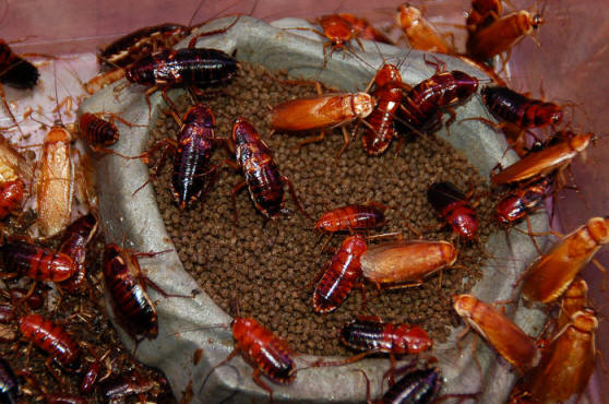 Red Runners, Turkestan cockroach - Cricket Alternative - Dubia Alternative