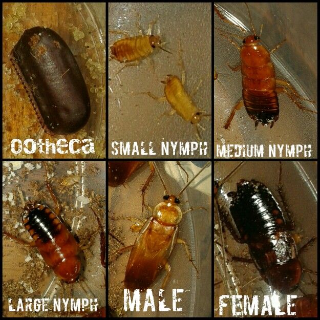 Red Runner Lifecycle, Turkestan cockroach - Cricket Alternative - Dubia Alternative