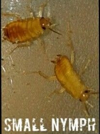 Red Runner small, Pinhead Turkestan cockroach - Cricket Alternative - Dubia Alternative