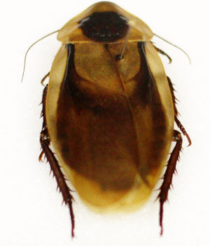 Discoid Roach Info, Blaberus discoidalis