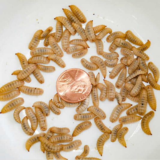 BLACK SOLDIER FLY LARVA FAQ and Info!