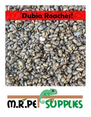 Dubia Roaches: A Natural and Nutrient-Rich Feast for Reptiles