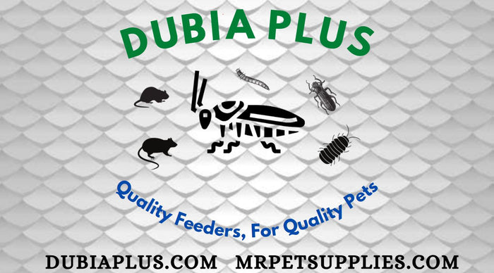 Dubia Plus M.R. Pet Supplies Gecko Bearded Dragon Feeders