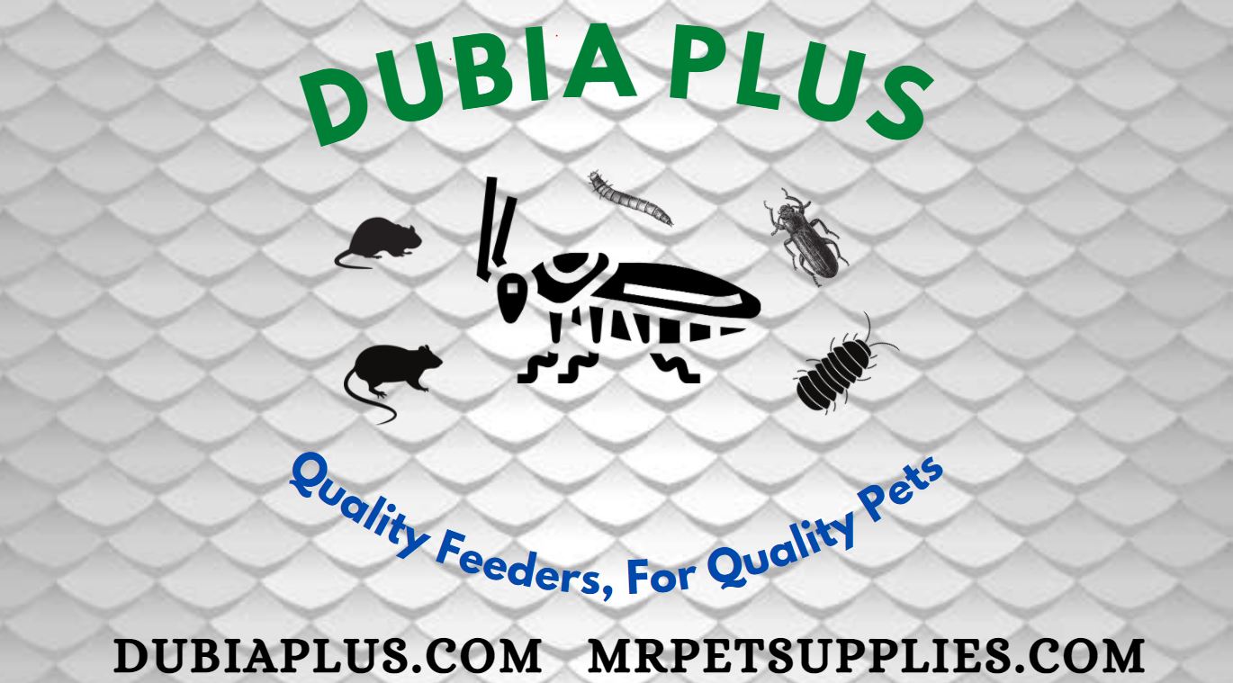 Dubia Roach & Quality Insect Feeders! M. R. Pet Supplies / Dubia Plus