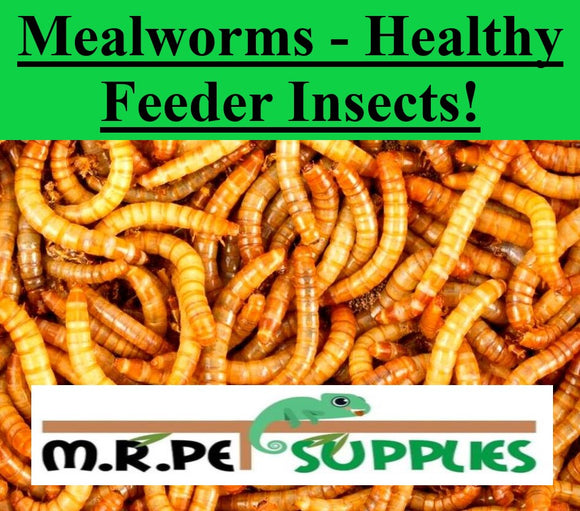 Mealworms Feeders Dubia Insects
