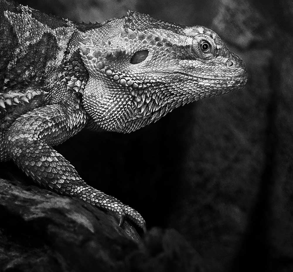 Dubia Roach & Quality Insect Feeders! M. R. Pet Supplies / Dubia Plus