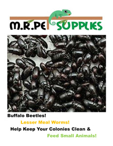Cleaner Crew - Buffalo Beetle - Lesser Mealworm