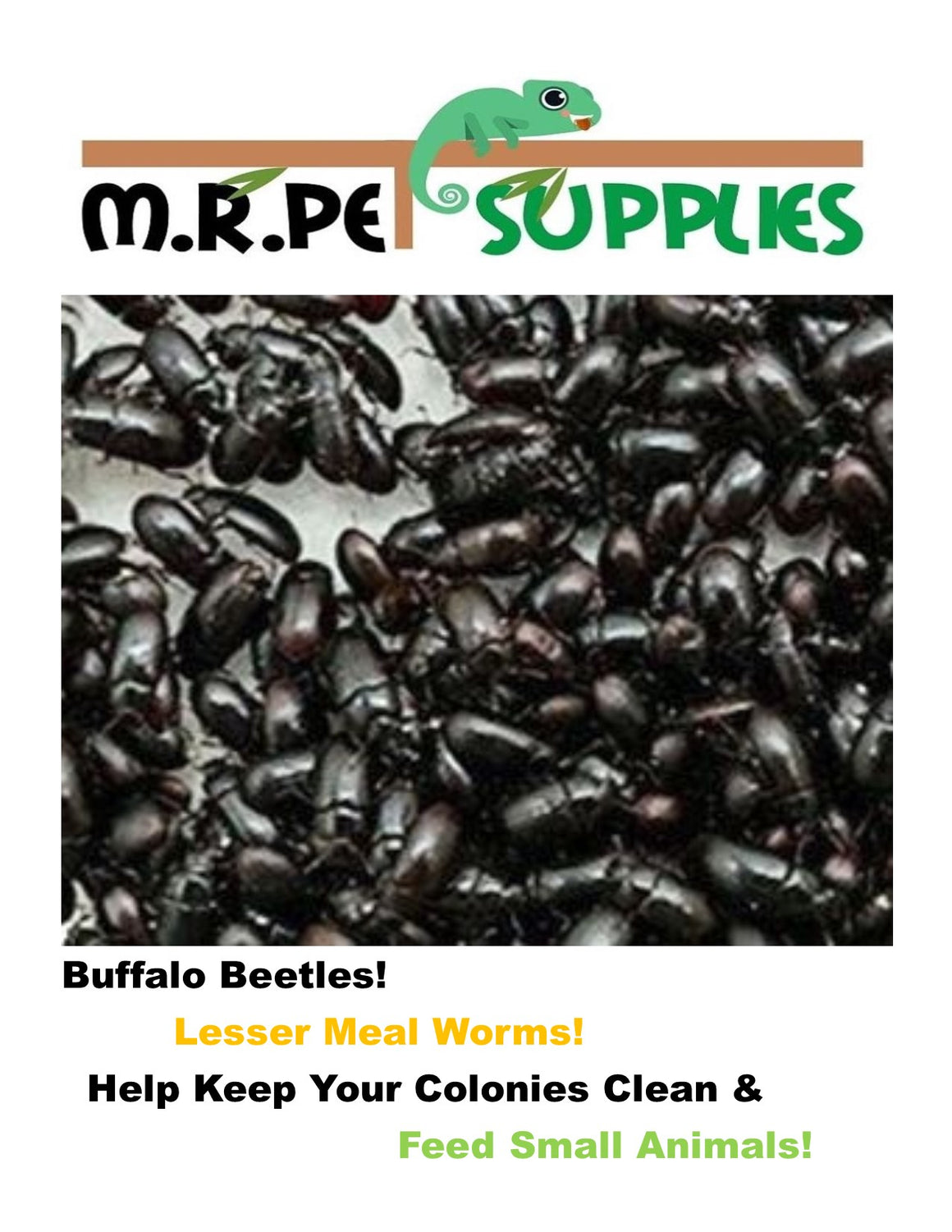 Dubia Roach & Quality Insect Feeders! M. R. Pet Supplies / Dubia Plus