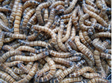 SuperWorms - Morio Beetle Larvae - M.R. Pet Supplies