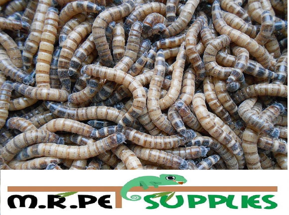 SuperWorms - Morio Beetle Larvae - M.R. Pet Supplies