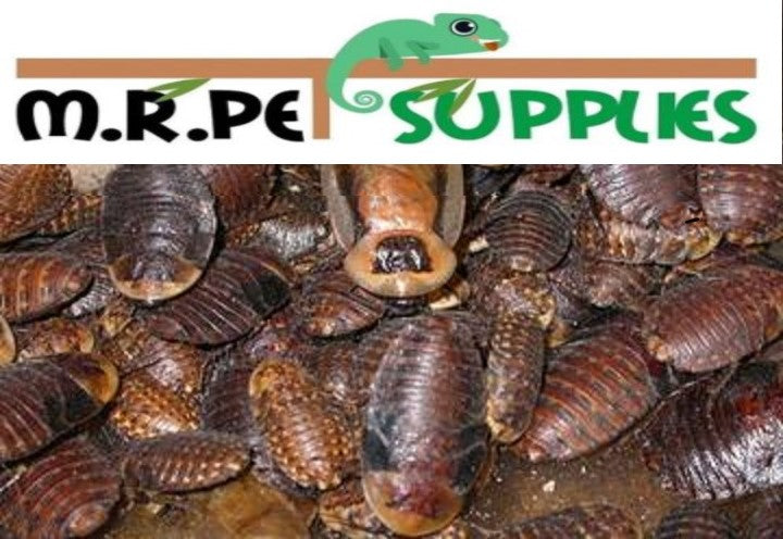 Feeder Variety Pack! - Surprise Hatchling / Baby Reptile
