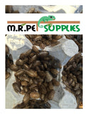 100 Small Dubia Roach - Lizard Reptile Food Feeders Cricket Alternative