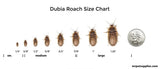 Dubia Roach Feeders - Pet Feeder Live Insects - M.R. Pet Supplies