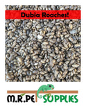 100,200,300 Dubia Roach - Lizard Reptile Food Feeders Cricket Alternative