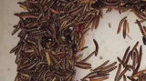 Cleaner Crew - Buffalo Beetle - Lesser Mealworm