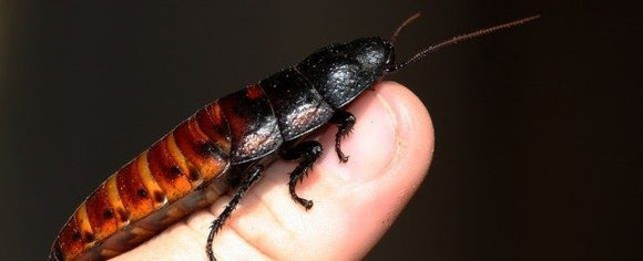 Madagascar Hisser Roach Adults & Nymphs - Gromphadorhina portentosa - Hissing Dubia Alternative