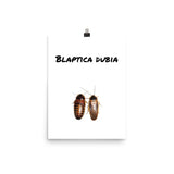 Blaptica Dubia poster - M.R. Pet Supplies
