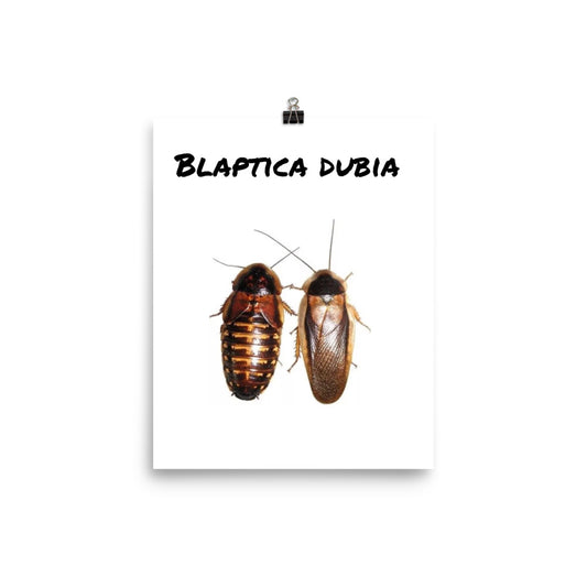 Blaptica Dubia poster - M.R. Pet Supplies