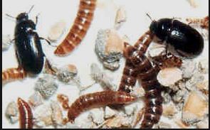Cleaner Crew - Buffalo Beetle - Lesser Mealworm