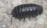 Wild Type Isopod, Pill Bug, RolyPoly Cleaning Crew Cultures (Armadillidium vulgare American Variety )