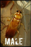 Red Runner male, Turkestan cockroach - Cricket Alternative - Dubia Alternative