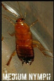Red Runner medium, Turkestan cockroach - Cricket Alternative - Dubia Alternative