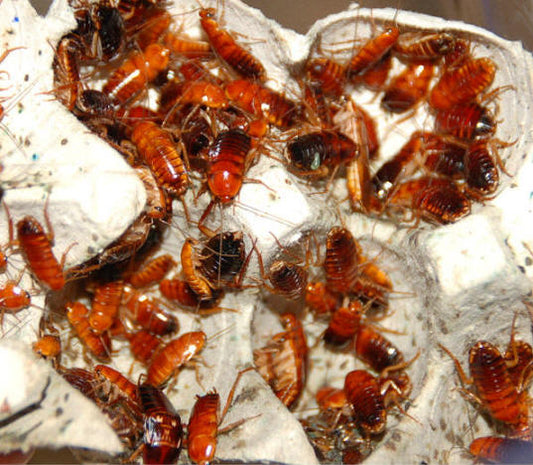 Red Runners, Turkestan cockroach - Cricket Alternative - Dubia Alternative